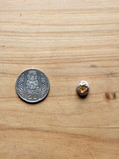 Mexican Opals Lot 2 (ODM)